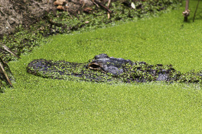 High angle view of crocodile in algae covered lake