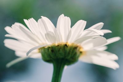 Close-up of white flowering plant