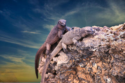 Low angle view of monkey on rock against sky