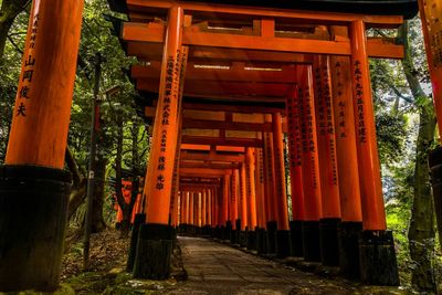 Narrow walkway along trees