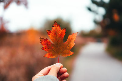 Cropped hand holding maple leaf