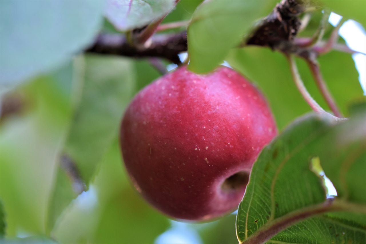 CLOSE-UP OF STRAWBERRY HANGING ON PLANT