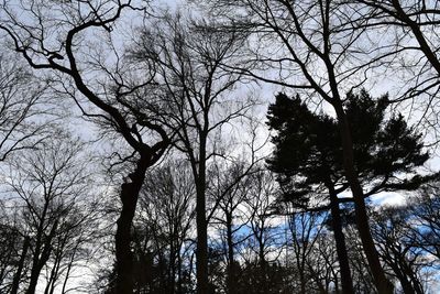 Low angle view of trees against sky