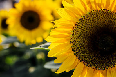 Variety of beautiful colourful fresh seasonal flowers in bloom like roses and sunflowers.