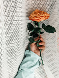 Cropped hand of woman holding rose by curtain