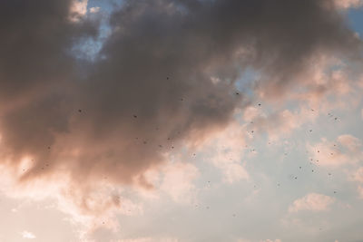 Low angle view of silhouette birds flying against sky