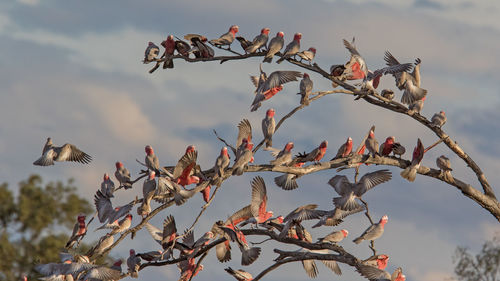 Birds perching on tree against sky