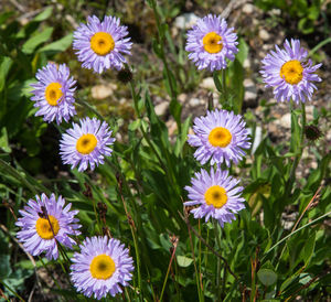 High angle view of purple flowering plants