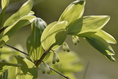 Close-up of flowering plant