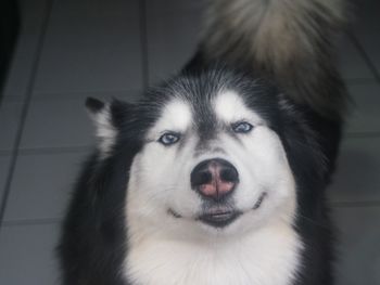 Close-up portrait of a dog