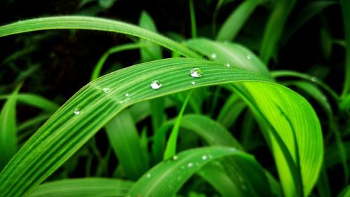 Close-up of raindrops on grass