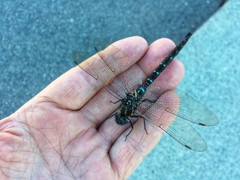 Close-up of hand holding small insect