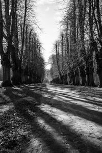 Road amidst trees in forest