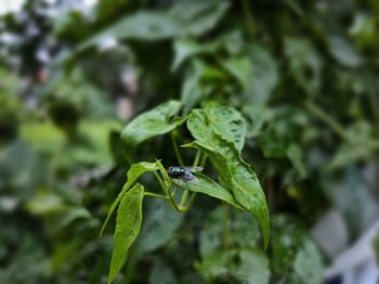 Close-up of insect on leaf