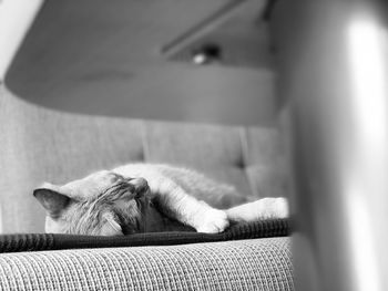 Dog sleeping on sofa