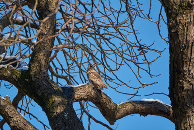 Low angle view of bare tree against sky