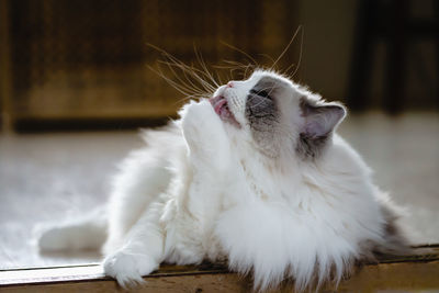 Close-up of a ragdoll cat licking paw