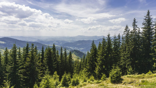 Scenic view of pine trees against sky