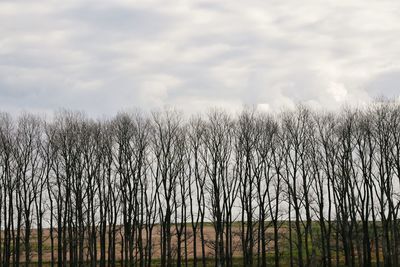 Panoramic shot of bare trees on field against sky