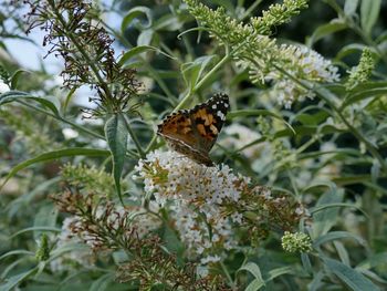 Close-up of butterfly pollinating on flower