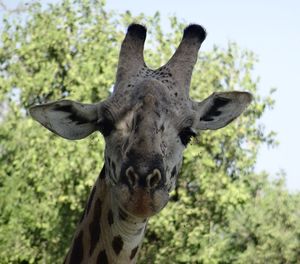 Close-up of giraffe against tree