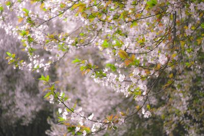 White flowers blooming on branches