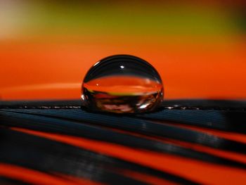 Close-up of droplet of water on feather