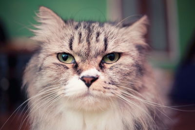 Close-up portrait of cat