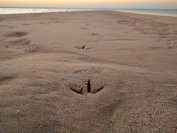 Close-up of animal print on sand at beach