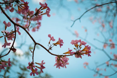 Low angle view of flowers on branch