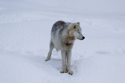 Dog on snow field during winter