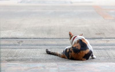 Dog resting on street
