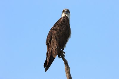 Low angle view of eagle perching on branch against sky