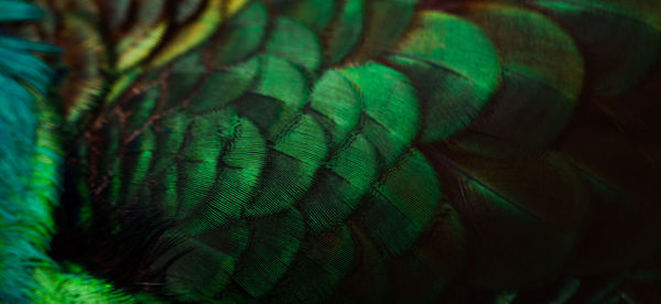 Full frame shot of peacock