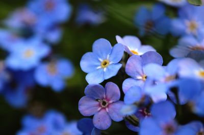 Close-up of flowers blooming outdoors