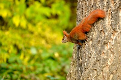 Close-up of squirrel on tree trunk