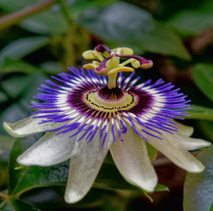 Close-up of purple flower in bloom