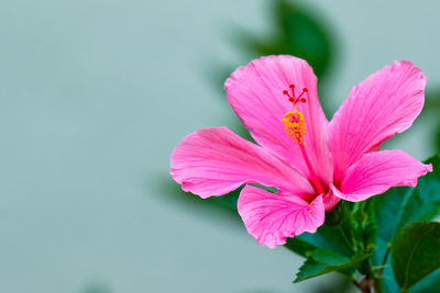 Close-up of pink flower