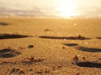 Close-up of crab on sand at beach against sky