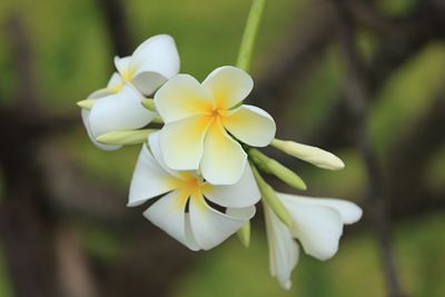 Close-up of white flowering plant