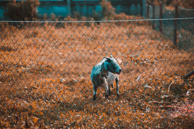 Full length of a dog walking on field