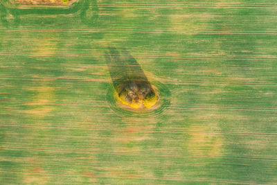 High angle view of wood on land