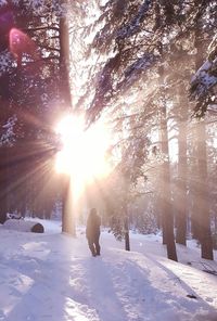 Sun shining through trees