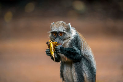 Little wild monkey eating a banana in the safari wild park of tsavo east in kenya africa.