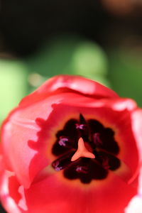 Close-up of red rose flower