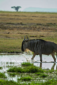 Wildebeest standing in a field