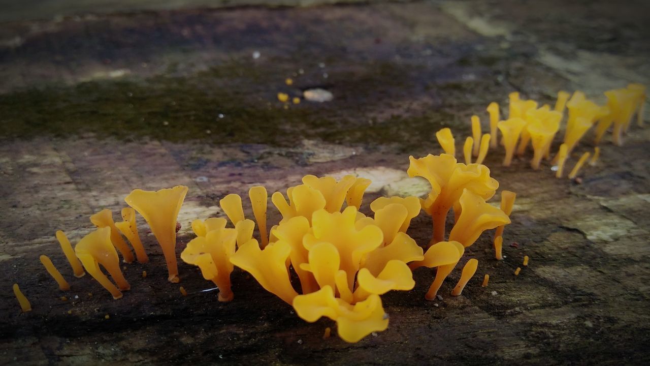 CLOSE-UP OF YELLOW FLOWERING PLANTS ON LAND