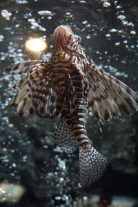 Close-up of eagle flying in water