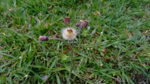 Close-up of flowers growing in grass