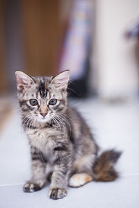 Portrait of cat sitting on floor